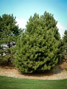 Сосна Чёрная (Pinus Nigra) купить по цене от 270.00р. в интернет-магазине «Посадика» с доставкой почтой в в Собинкае и по всей России – [изображение №1].