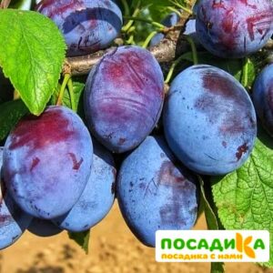 Слива Чачакская ранняя купить по цене от 229.00р. в интернет-магазине «Посадика» с доставкой почтой в в Собинкае и по всей России – [изображение №1].