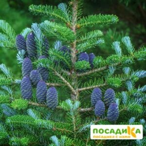 Пихта корейская (Abies koreana) купить по цене от 450.00р. в интернет-магазине «Посадика» с доставкой почтой в в Собинкае и по всей России – [изображение №1].