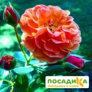 Роза Арабия купить по цене от 350.00р. в интернет-магазине «Посадика» с доставкой почтой в в Собинкае и по всей России – [изображение №1].