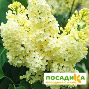 Сирень Примроуз (Primrose) купить по цене от 529.00р. в интернет-магазине «Посадика» с доставкой почтой в в Собинкае и по всей России – [изображение №1].