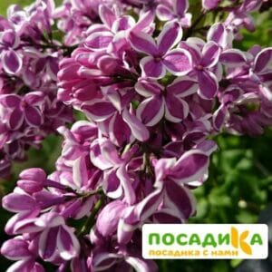 Сирень Сенсация купить по цене от 529.00р. в интернет-магазине «Посадика» с доставкой почтой в в Собинкае и по всей России – [изображение №1].