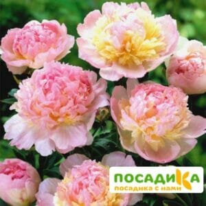 Пион Распберри Сандей (Paeonia Raspberry Sundae) купить по цене от 959р. в интернет-магазине «Посадика» с доставкой почтой в в Собинкае и по всей России – [изображение №1].