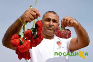 Клубника Гигант Джорнея купить по цене от 266р. в интернет-магазине «Посадика» с доставкой почтой в в Собинкае и по всей России – [изображение №1].