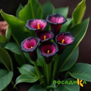Калла Аура Лейс купить по цене от 400р. в интернет-магазине «Посадика» с доставкой почтой в в Собинкае и по всей России – [изображение №1].