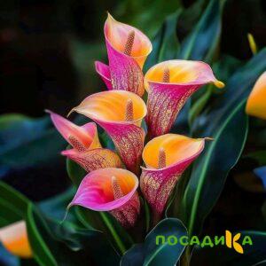 Калла Оникс купить по цене от 450р. в интернет-магазине «Посадика» с доставкой почтой в в Собинкае и по всей России – [изображение №1].