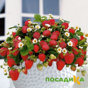 Клубника Рубиновый Шепот (горшечная) купить по цене от 240р. в интернет-магазине «Посадика» с доставкой почтой в в Собинкае и по всей России – [изображение №1].
