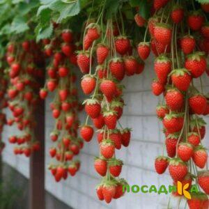 Клубника вьющаяся Комплимент купить по цене от 470р. в интернет-магазине «Посадика» с доставкой почтой в в Собинкае и по всей России – [изображение №1].