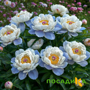 Пион акварельный Этюд купить по цене от 806р. в интернет-магазине «Посадика» с доставкой почтой в в Собинкае и по всей России – [изображение №1].