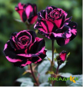 Роза Багровый Шепот купить по цене от 366р. в интернет-магазине «Посадика» с доставкой почтой в в Собинкае и по всей России – [изображение №1].