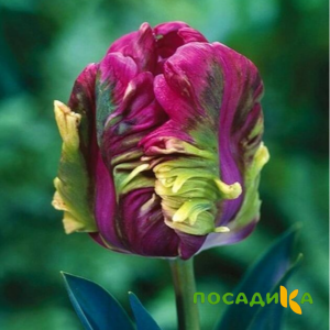 Тюльпан Экзотик Хэвен купить по цене от 186р. в интернет-магазине «Посадика» с доставкой почтой в в Собинкае и по всей России – [изображение №1].