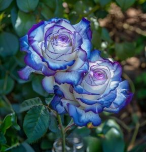 Роза Пэтолз Хоуп купить по цене от 333р. в интернет-магазине «Посадика» с доставкой почтой в в Собинкае и по всей России – [изображение №1].