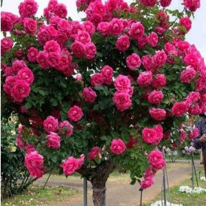 Роза Версаля купить по цене от 232р. в интернет-магазине «Посадика» с доставкой почтой в в Собинкае и по всей России – [изображение №1].