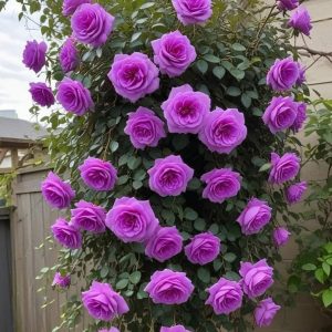 Роза Мистик Уайт купить по цене от 620р. в интернет-магазине «Посадика» с доставкой почтой в в Собинкае и по всей России – [изображение №1].