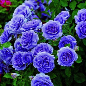 Роза Блю Мун купить по цене от 450р. в интернет-магазине «Посадика» с доставкой почтой в в Собинкае и по всей России – [изображение №1].