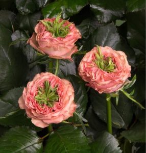 Роза Амбер Инчант купить по цене от 495р. в интернет-магазине «Посадика» с доставкой почтой в в Собинкае и по всей России – [изображение №1].