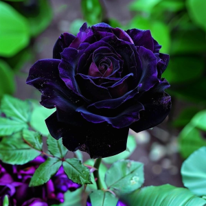 Роза Блэк Пантер купить по цене от 319р. в интернет-магазине «Посадика» с доставкой почтой в в Собинкае и по всей России – [изображение №1].