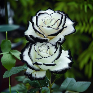 Роза Силк Ивин купить по цене от 319р. в интернет-магазине «Посадика» с доставкой почтой в в Собинкае и по всей России – [изображение №1].