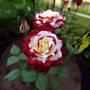 Роза Роял Глом купить по цене от 401р. в интернет-магазине «Посадика» с доставкой почтой в в Собинкае и по всей России – [изображение №1].