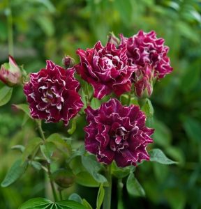 Роза Опаловый Пейзаж купить по цене от 490р. в интернет-магазине «Посадика» с доставкой почтой в в Собинкае и по всей России – [изображение №1].