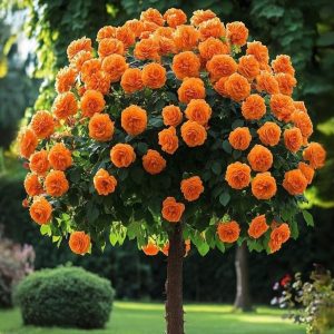 Роза Солнечный Шарм купить по цене от 349р. в интернет-магазине «Посадика» с доставкой почтой в в Собинкае и по всей России – [изображение №1].