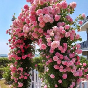 Роза Пастель Розе купить по цене от 605р. в интернет-магазине «Посадика» с доставкой почтой в в Собинкае и по всей России – [изображение №1].