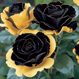 Роза Ханни Сикл купить по цене от 700р. в интернет-магазине «Посадика» с доставкой почтой в в Собинкае и по всей России – [изображение №1].