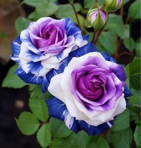 Роза Айвори Каскад купить по цене от 420р. в интернет-магазине «Посадика» с доставкой почтой в в Собинкае и по всей России – [изображение №1].