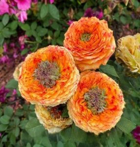 Роза Золотой Мираж купить по цене от 420р. в интернет-магазине «Посадика» с доставкой почтой в в Собинкае и по всей России – [изображение №1].