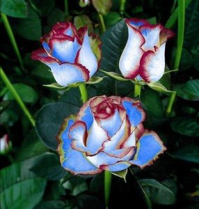 Роза Сафайер Пэтл купить по цене от 450р. в интернет-магазине «Посадика» с доставкой почтой в в Собинкае и по всей России – [изображение №1].